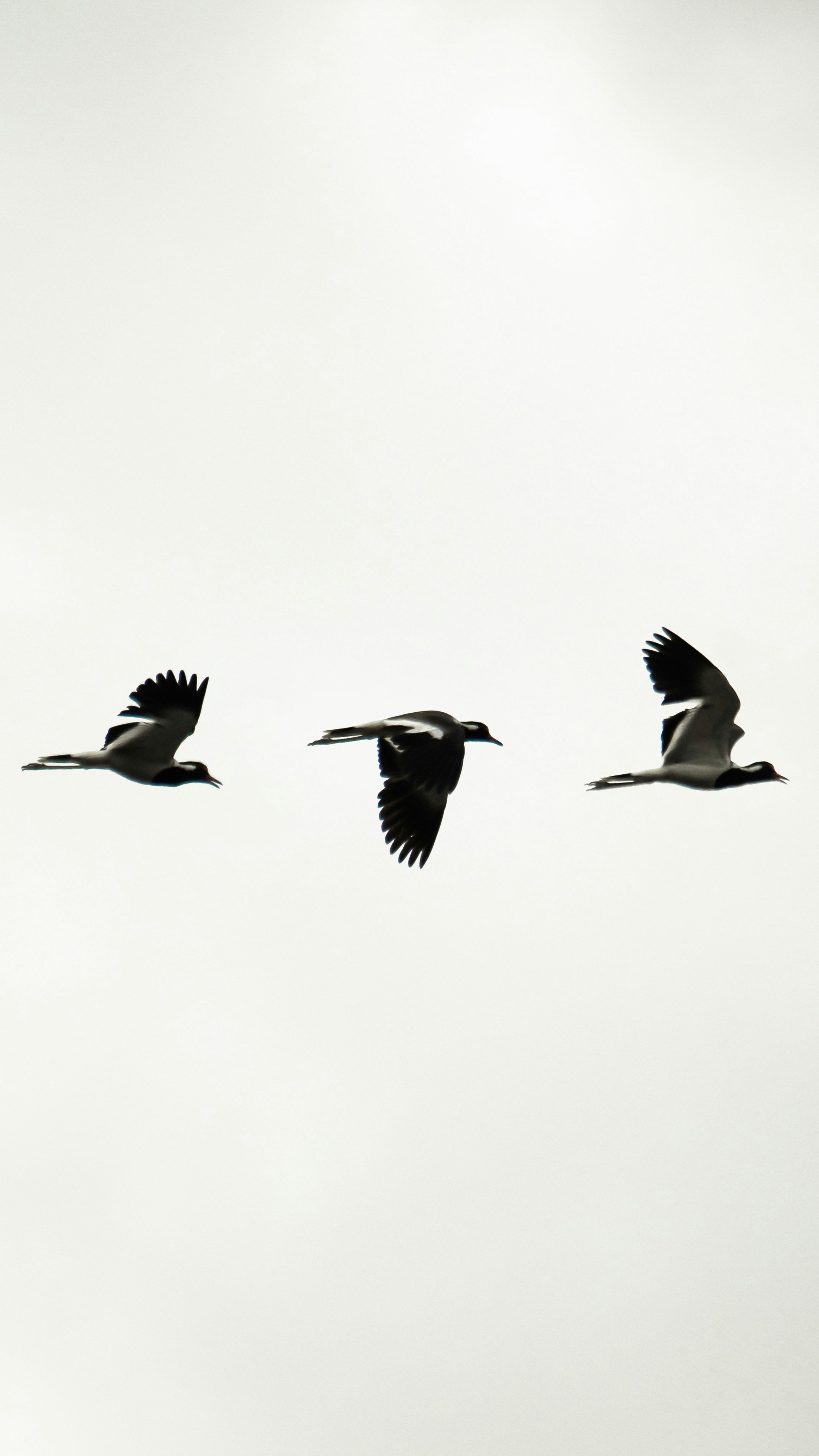 Tres tángaras en vuelo